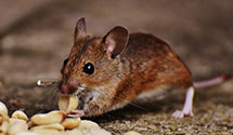 24 Hour & Emergency Exterminators in Village Of Los Ranchos, NM